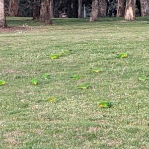 Polytelis swainsonii at Parkes, ACT - suppressed