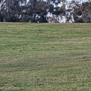 Polytelis swainsonii at Parkes, ACT - suppressed