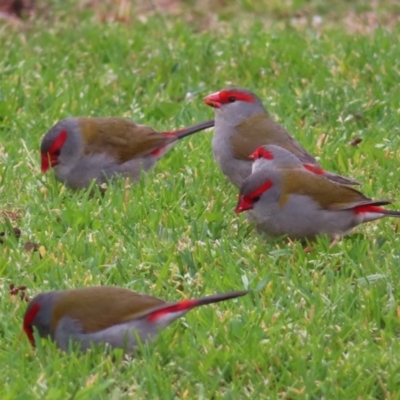 Neochmia temporalis (Red-browed Finch) at QPRC LGA - 29 Aug 2023 by MatthewFrawley