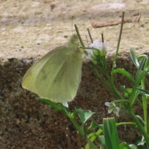 Pieris rapae at Braidwood, NSW - 29 Aug 2023