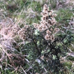 Cassinia quinquefaria (Rosemary Cassinia) at Lyons, ACT - 29 Aug 2023 by GregC