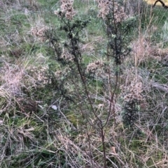 Cassinia quinquefaria at Lyons, ACT - 29 Aug 2023