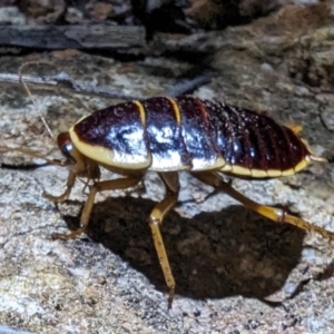 Anamesia frenchii at Leinster, WA - 29 Aug 2023