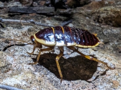 Anamesia frenchii at Leinster, WA - 29 Aug 2023 by HelenCross