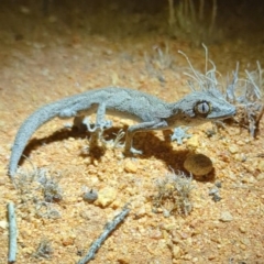Unidentified Monitor or Gecko at Leinster, WA - 29 Aug 2023 by HelenCross