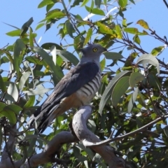 Aviceda subcristata (Pacific Baza) at Cleveland, QLD - 29 Aug 2023 by TimL