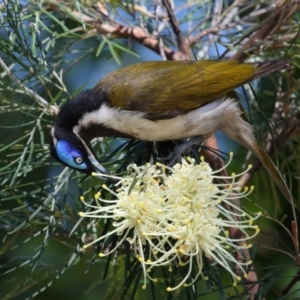 Entomyzon cyanotis at Cleveland, QLD - 29 Aug 2023 10:46 AM