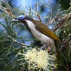 Entomyzon cyanotis at Cleveland, QLD - 29 Aug 2023