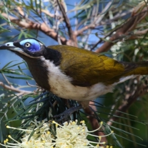 Entomyzon cyanotis at Cleveland, QLD - 29 Aug 2023 10:46 AM