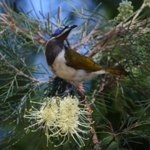 Entomyzon cyanotis at Cleveland, QLD - 29 Aug 2023