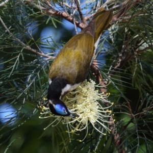 Entomyzon cyanotis at Cleveland, QLD - 29 Aug 2023