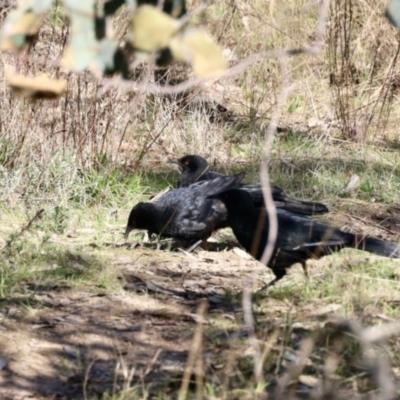 Corcorax melanorhamphos (White-winged Chough) at Aranda Bushland - 29 Aug 2023 by KMcCue