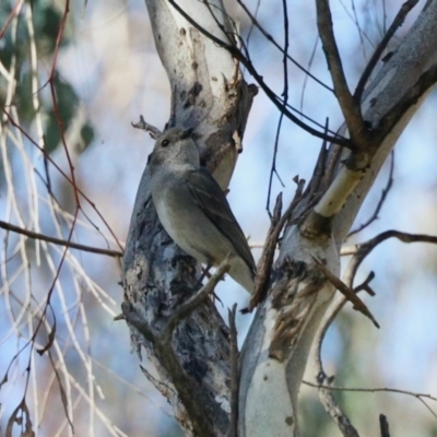 Pachycephala pectoralis (Golden Whistler) at Belconnen, ACT - 29 Aug 2023 by KMcCue