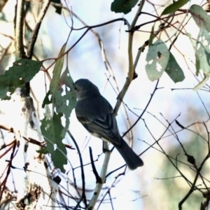 Pachycephala pectoralis at Belconnen, ACT - 29 Aug 2023