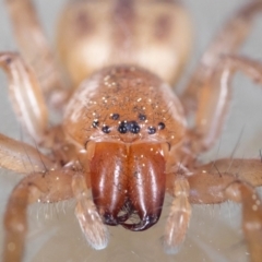 Clubiona sp. (genus) (Unidentified Stout Sac Spider) at QPRC LGA - 29 Aug 2023 by MarkT