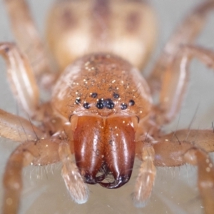 Clubiona sp. (genus) at Jerrabomberra, NSW - suppressed