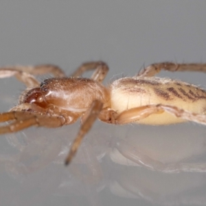 Clubiona sp. (genus) at Jerrabomberra, NSW - suppressed