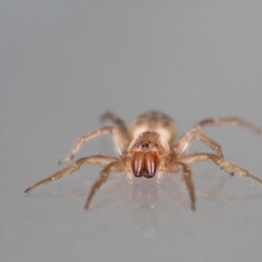 Clubiona sp. (genus) at Jerrabomberra, NSW - suppressed