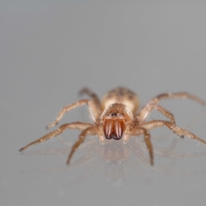 Clubiona sp. (genus) at Jerrabomberra, NSW - suppressed