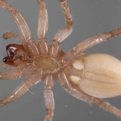 Clubiona sp. (genus) at Jerrabomberra, NSW - suppressed