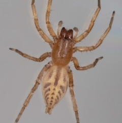 Clubiona sp. (genus) at Jerrabomberra, NSW - 29 Aug 2023