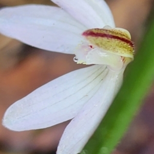 Caladenia fuscata at Gundaroo, NSW - suppressed