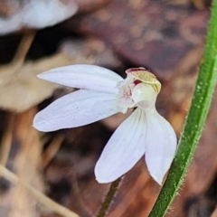 Caladenia fuscata at Gundaroo, NSW - suppressed