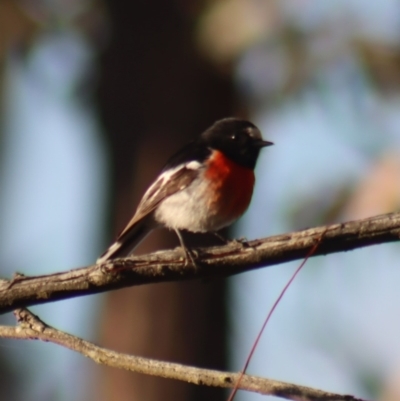 Petroica boodang (Scarlet Robin) at Gundaroo, NSW - 29 Aug 2023 by Gunyijan