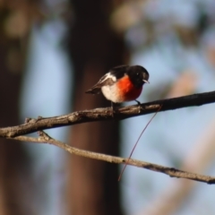 Petroica boodang at Gundaroo, NSW - 29 Aug 2023