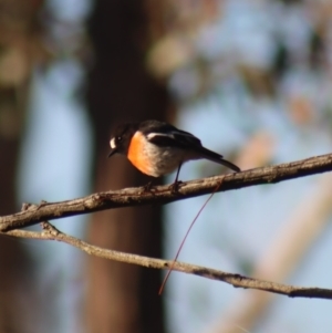 Petroica boodang at Gundaroo, NSW - 29 Aug 2023