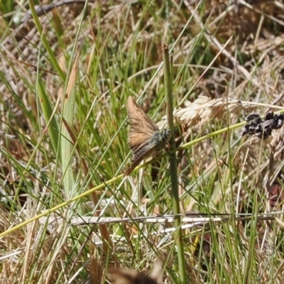 Atkinsia dominula (Two-brand grass-skipper) at Namadgi National Park - 24 Mar 2023 by RAllen
