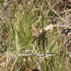 Atkinsia dominula (Two-brand grass-skipper) at Rendezvous Creek, ACT - 24 Mar 2023 by RAllen