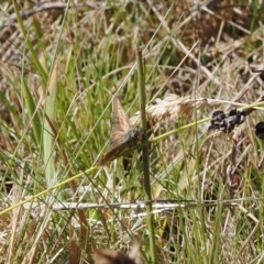 Atkinsia dominula at Rendezvous Creek, ACT - 24 Mar 2023