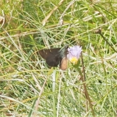 Atkinsia dominula at Rendezvous Creek, ACT - suppressed