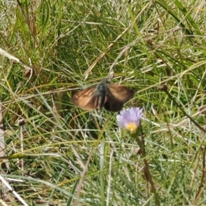 Atkinsia dominula at Rendezvous Creek, ACT - 24 Mar 2023