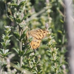 Heteronympha merope (Common Brown Butterfly) at Namadgi National Park - 23 Mar 2023 by RAllen