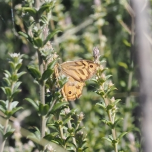 Heteronympha merope at Rendezvous Creek, ACT - 24 Mar 2023