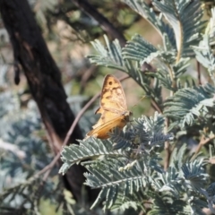 Heteronympha merope at Rendezvous Creek, ACT - 24 Mar 2023