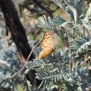 Heteronympha merope at Rendezvous Creek, ACT - 24 Mar 2023