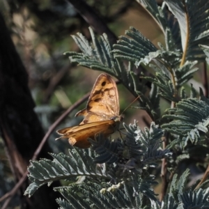 Heteronympha merope at Rendezvous Creek, ACT - 24 Mar 2023