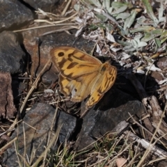 Heteronympha merope (Common Brown Butterfly) at Namadgi National Park - 24 Mar 2023 by RAllen