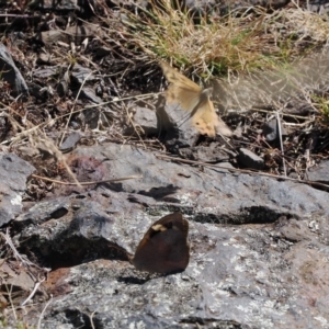 Heteronympha merope at Rendezvous Creek, ACT - 24 Mar 2023