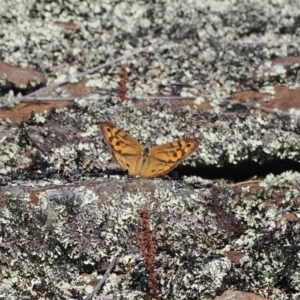 Heteronympha merope at Rendezvous Creek, ACT - 24 Mar 2023 11:03 AM