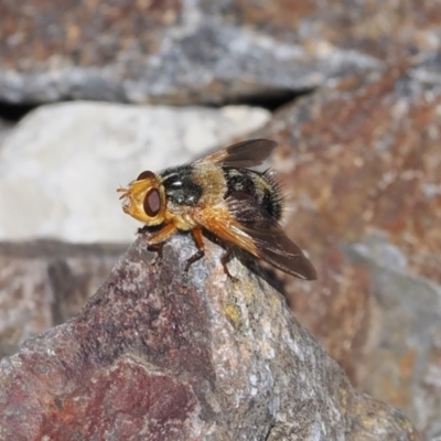 Microtropesa sinuata (A bristle fly) at Namadgi National Park - 24 Mar 2023 by RAllen