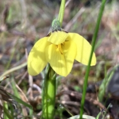 Diuris chryseopsis (Golden Moth) at Hall, ACT - 30 Aug 2023 by strigo