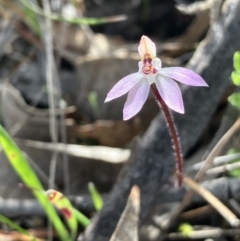 Caladenia fuscata (Dusky Fingers) at Hall, ACT - 29 Aug 2023 by strigo