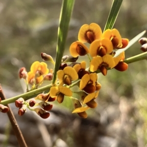 Daviesia leptophylla at Hall, ACT - 29 Aug 2023 10:47 AM