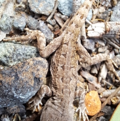 Amphibolurus muricatus (Jacky Lizard) at Tuggeranong, ACT - 30 Aug 2023 by LPadg