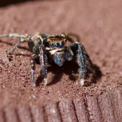 Jotus sp. (genus) (Unidentified Jotus Jumping Spider) at Florey, ACT - 27 Aug 2023 by KorinneM