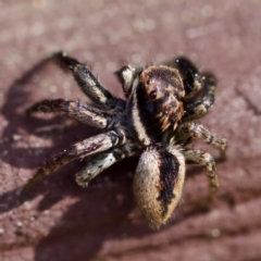 Jotus sp. (genus) at Florey, ACT - 27 Aug 2023